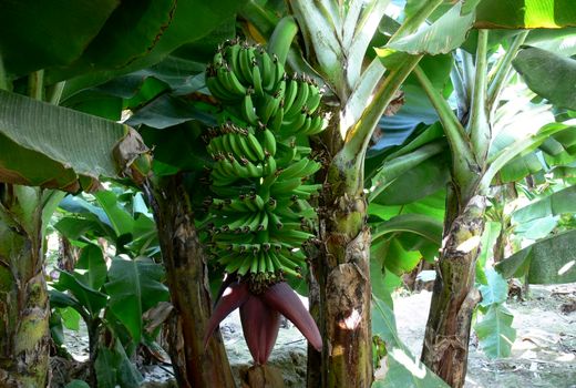 65 هزار تن موز در سیستان و بلوچستان برداشت شد