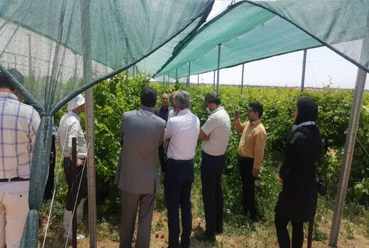 بازدید مدیر کل میوه های سردسیری و خشک وزارت جهاد کشاورزی از طرح پایلوت احداث سایه بان در ایستگاه تحقیقات تاکستان