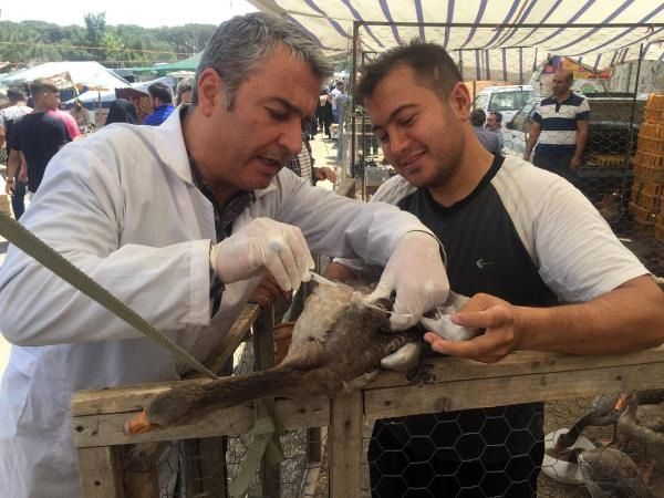 با عرضه‌کنندگان مرغ زنده برخورد می‌شود