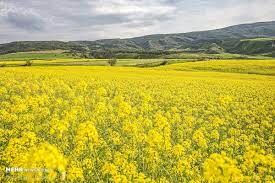 امسال درسطح ۹ هزار هکتار از مزارع آذربایجان غربی کلزا کشت می شود