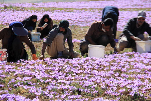 ضروریت راه‌اندازی شرکت تعاونی زعفران‌کاران در چهارمحال و بختیاری
