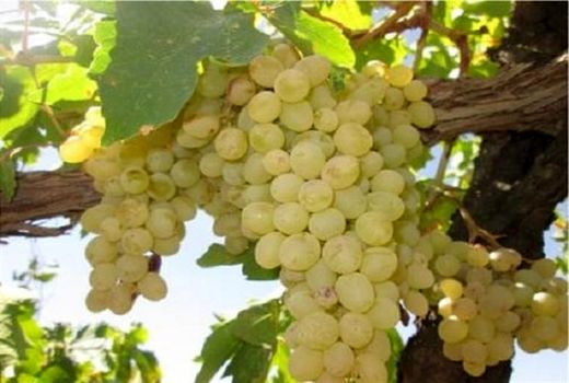 برداشت انگور بیضاء تا آبان‌ماه ادامه دارد