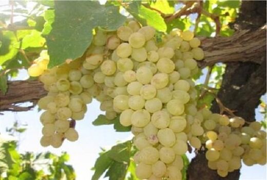 برداشت انگور بیضاء تا آبان‌ماه ادامه دارد