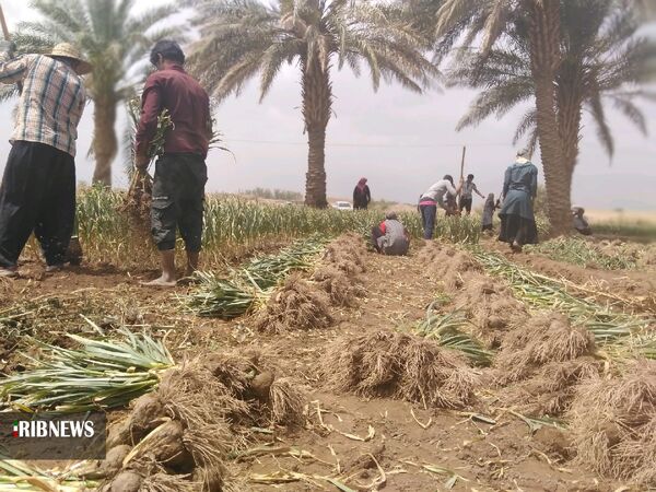 آغاز برداشت سیر در بخش شهداد کرمان