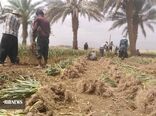 آغاز برداشت سیر در بخش شهداد کرمان