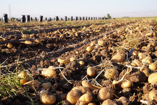 بهره‌وری در ۶۰ مزرعه آزمایشی سیب‌زمینی افزایش می‌یاید/ تربیت ۵۵ کارشناس تخصصی پسته از سال ۹۵