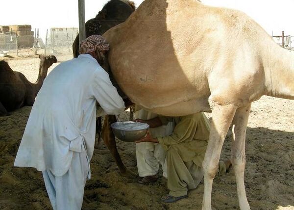خراسان جنوبی به قطب تولید شیر شتر تبدیل می‌شود