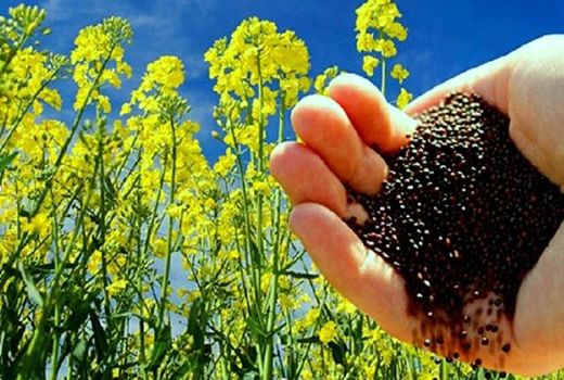 ۵۷ درصد کلزا خراسان شمالی در مانه وسملقان تولید می‌شود