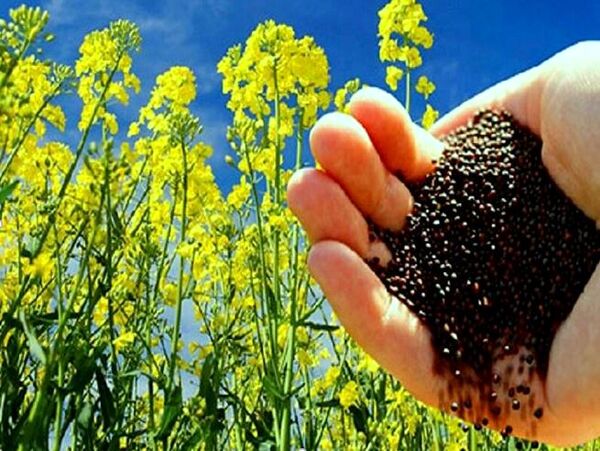 ۵۷ درصد کلزا خراسان شمالی در مانه وسملقان تولید می‌شود