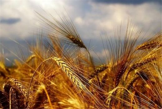 ۲۱ درصد نیاز استان هرمزگان به گندم تامین شده است