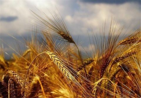 ۲۱ درصد نیاز استان هرمزگان به گندم تامین شده است