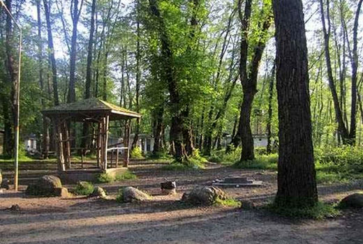 مسؤولیت اجتماعی در نوروز؛ چگونه از جنگل‌ها محافظت کنیم؟