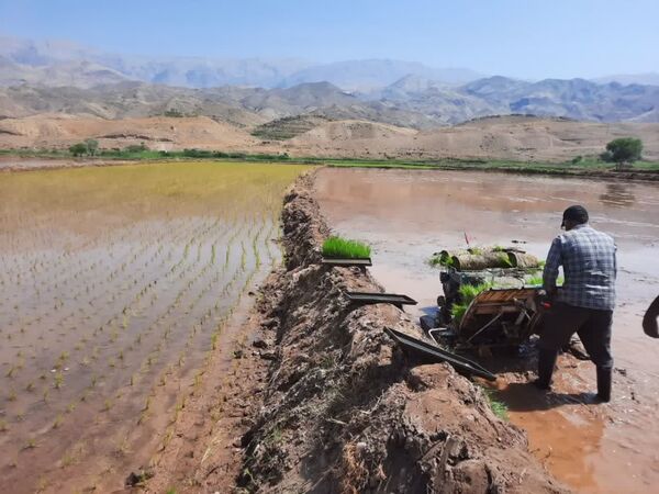 نشاء برنج در سطح 3 هزار و 900 هکتار از شالیزارهای استان قزوین آغاز شد