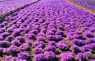 استقبال  مردم خراسان شمالی از طرح خرید توافقی زعفران و کشمش