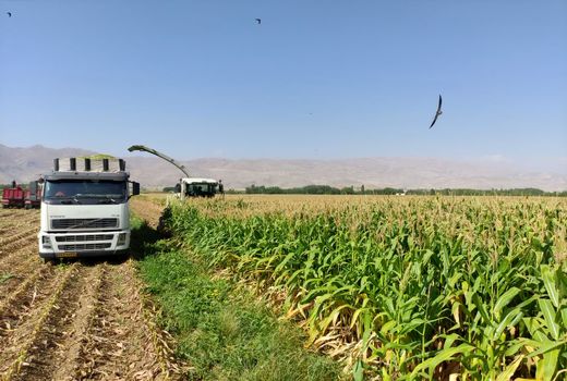 بیش از 220 هزار تن ذرت علوفه‌ای در چهارمحال و بختیاری برداشت می شود