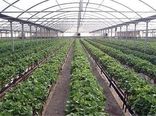 صادرات ۱۰۰ هزار تُن محصولات گلخانه‌ای اصفهان به خارج کشور