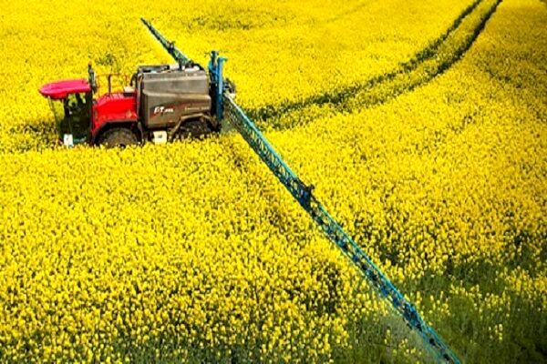 رشد 40 درصدی تولید کلزا در سال جاری