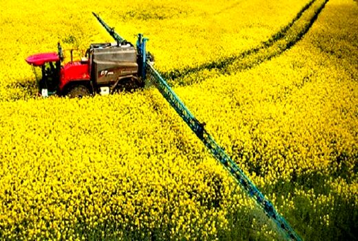 رشد 40 درصدی تولید  کلزا در سال جاری