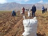 ۷۰ درصد بهره برداران کشاورزی استان اصفهان تحت پوشش بیمه نیستند