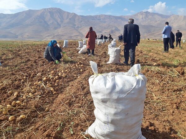 ۷۰ درصد بهره برداران کشاورزی استان اصفهان تحت پوشش بیمه نیستند