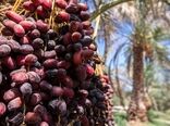 پیش‌بینی تولید 300 هزار تن خرما از نخلستان‌های سیستان و بلوچستان