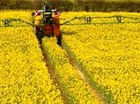 خرید تضمینی ۱۷۰ تن دانه روغنی کلزا در چهارمحال و بختیاری