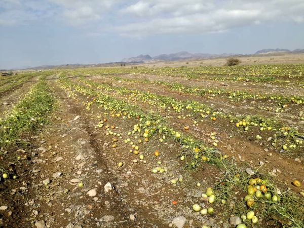 خسارت ٢٠٠ میلیاردی بارش تگرگ به بخش کشاورزی شهرستان فنوج 