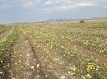 خسارت ٢٠٠ میلیاردی بارش تگرگ به بخش کشاورزی شهرستان فنوج 