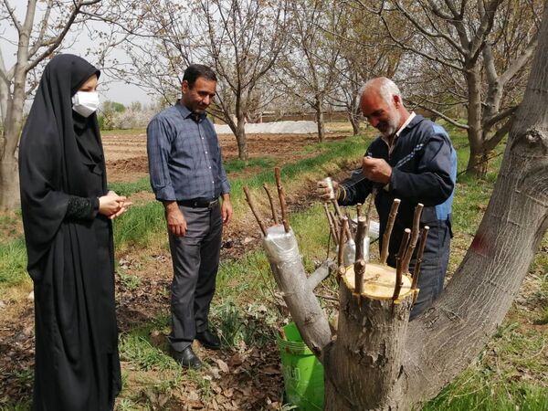 عملیات اجرایی پیوند سرشاخه کاری در باغات زودگل و نامرغوب گردو در شهرستان قزوین آغاز شد