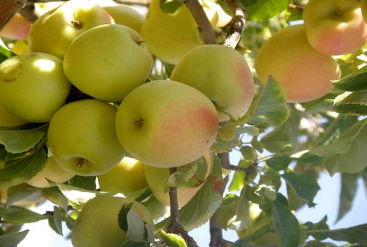 سیب گلاب؛ نوبرانه مرودشت به بازار آمد 