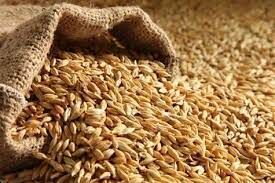 نیاز دامداری‌های خراسان شمالی به ۱۳۰ هزار تن جو 