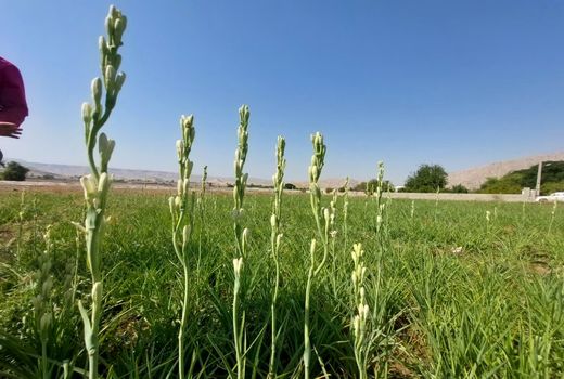  برداشت گل مریم از مزارع کازرون