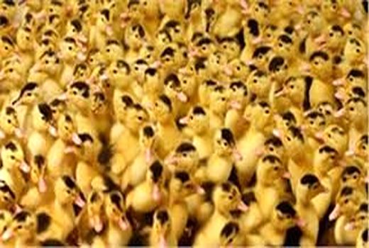۸۰ درصد جوجه‌اردک کشور در ورامین تولید می‌شود