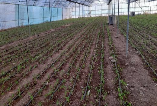 کرفس سفید به محصولات گلخانه ای خرم بید اضافه شد 