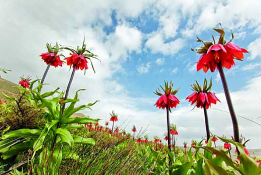 احیای دشت لاله های واژگون کوهرنگ