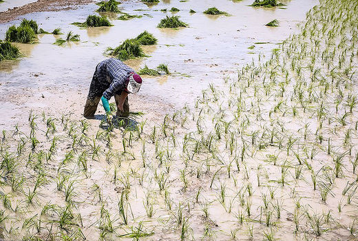  سیاست تغییر کشت باید اجرایی شود