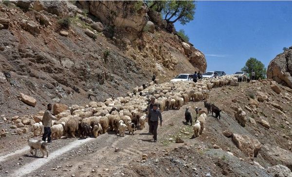 حضور گروه جهادی دامپزشکی از تبار آسمان در مناطق صعب العبور کوهرنگ