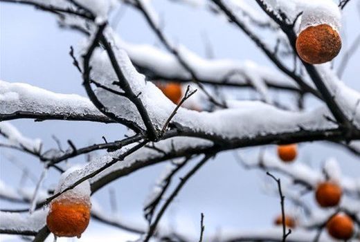 شاخص تخمین خسارت کشاورزان تنظیم شد