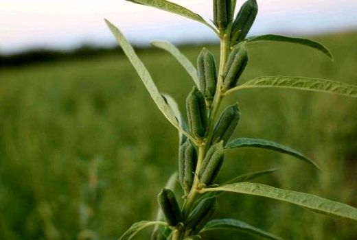 سطح زیر کشت کنجد در دره شهر سه برابر شد