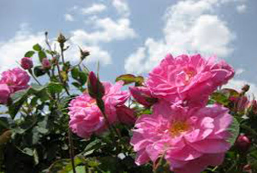 برداشت گل از اولین مزارع نوین گل محمدی در اسفراین  