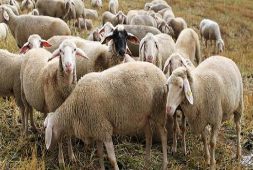 تمامی دام های استان بوشهر پلاک کوبی و هویت گذاری می شوند