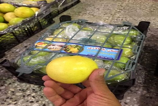 قیروکارزین رتبه نخست تولید لیمو شیرین در کشور با سهم 43 درصدی در تولید