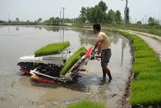 98 هزار هکتار شالیزار مازندران کشت مکانیزه شد