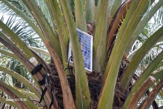 ردیابی و پیش آگاهی سوسک‌های چوبخوار در آبادان