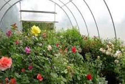 ۵۰ درصد گلخانه‌های گل شاخه بریده کشور در استان تهران قرار دارد