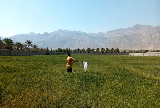 پایش آفت سن گندم در 1700 هکتار از مزارع گراش 