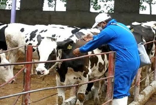  ۹ میلیون نوبت راس دام در آذربایجان‌غربی در سال ۱۴۰۴ مایه‌کوبی شد