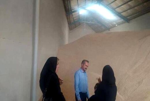 افزایش ۵۰ درصدی میزان خرید گندم در شهرستان تبریز نسبت به سال گذشته