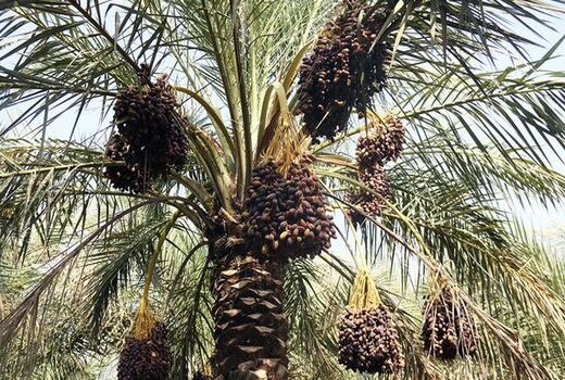 طرح تغذیه نخیلات در شهرستان تنگستان آغاز شد