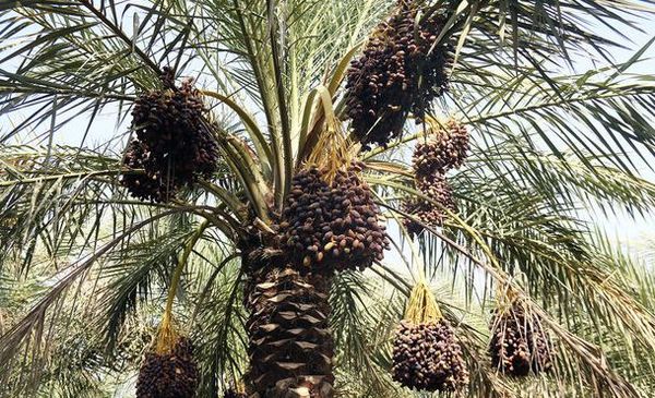 طرح تغذیه نخیلات در شهرستان تنگستان آغاز شد